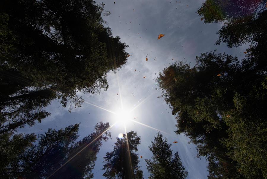 México reforesta con 2 600 árboles nuevos la principal reserva de la