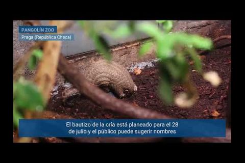 Embedded thumbnail for Una nueva cría de pangolín chino nace en el zoológico de Praga