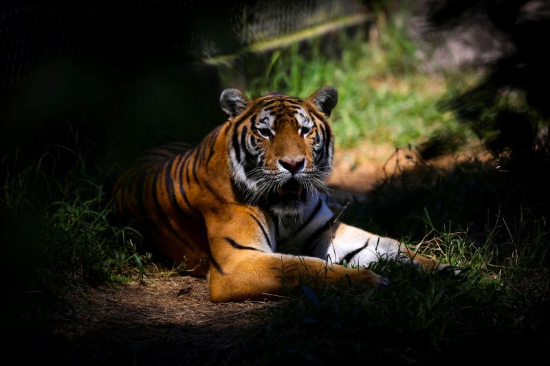 El número de tigres aumenta, pero tres subespecies han desaparecido en los últimos años 01 300724