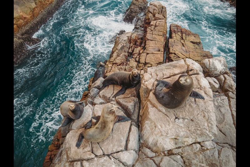 Lobos Marinos en Los Cabos, Baja California Sur| Por: David Muñiz @edavidm