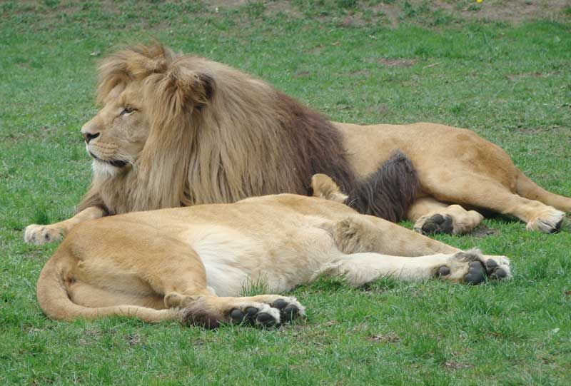 En 20 años, podrían desaparecer los leones de su hábitat natural |  