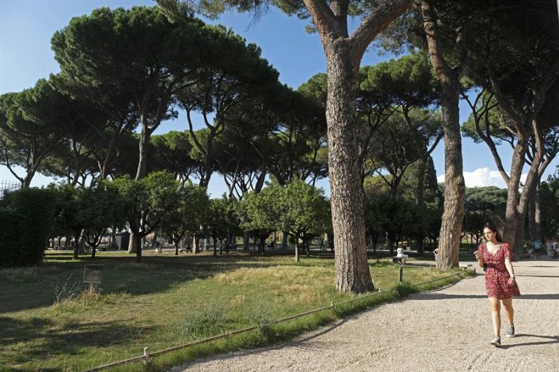 Pinos en un parque, en una fotografía de archivo.EFE/ Antonello Nusca