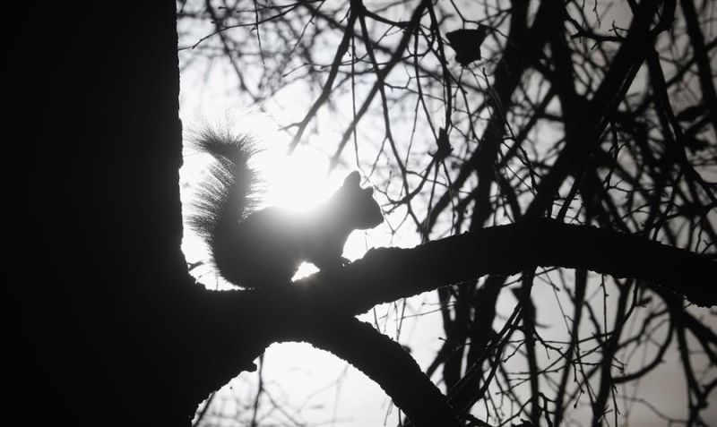 Fotografía de archivo de una ardilla en busca de comida sobre un árbol. EFE/EPA/Maxim Shipenkov