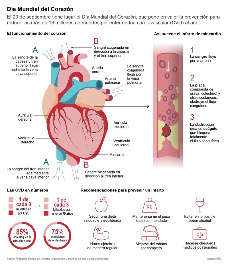 El 29 de septiembre es el Día Mundial del Corazón 01 290923