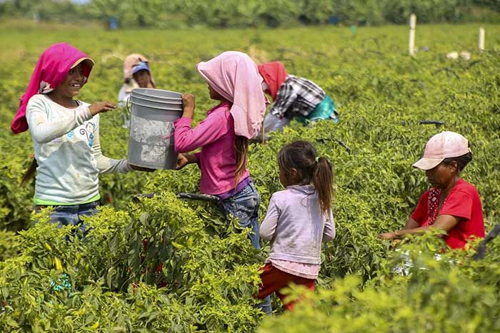 Autoridades Laborales Analizarán Cómo Evitar Trabajo Infantil En El ...