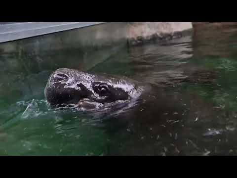 Embedded thumbnail for &amp;quot;Toni&amp;quot;, la hipopótamo pigmea del zoo de Berlín, se zambulle en el agua por primera vez