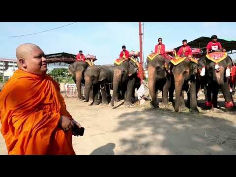 Embedded thumbnail for Tailandia celebra el Día Nacional de los elefantes con la bendición a los animales y a sus dueños